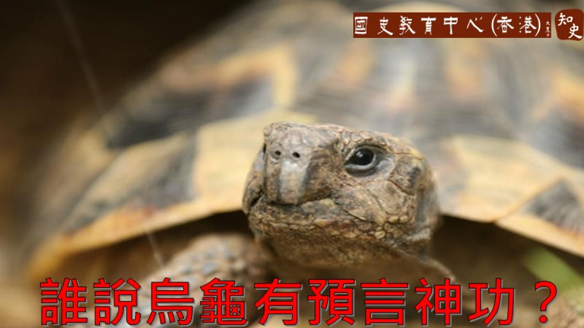 烏龜有預言神功嗎？